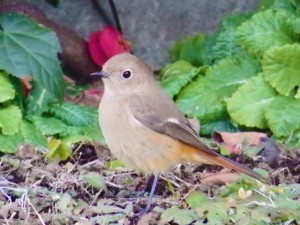 ジョウビタキ♀ 1月20日 落合川