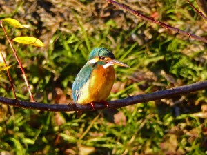 カワセミ 1月20日 落合川