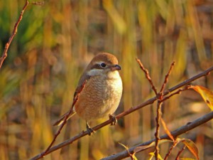 モズ 1月16日 落合川