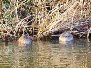 カイツブリ 1月1日 蓼倉橋下流
