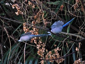 オナガ 1月10日 東久留米