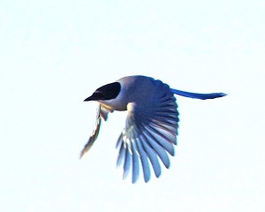 オナガ