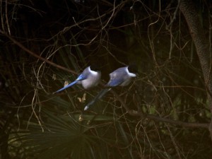 オナガ 1月22日 東久留米