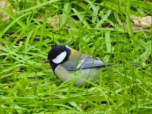 シジュウカラ 2月9日 東久留米