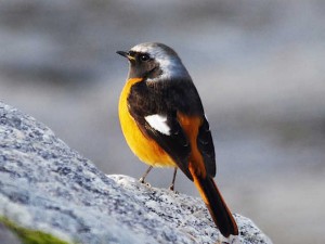 ジョウビタキ♂ 2月5日 荒神橋上流