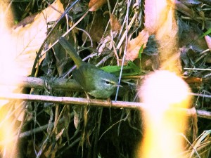 ウグイス? 2月17日 落合川