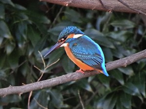 カワセミ♀ 2月11日 落合川