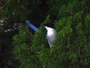 オナガ 2月2日 東久留米