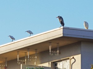 コサギ、アオサギ、ダイサギ 2月17日 東久留米