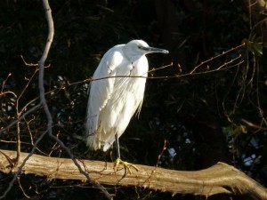コサギ 2月16日 落合川