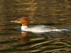 カワアイサ♀ 2月5日 賀茂大橋下流
