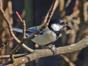 シジュウカラ 3月1日 東久留米