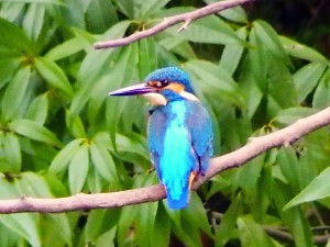 カワセミ 3月8日 落合川