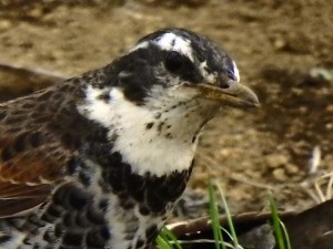 ツグミ 3月20日 東久留米