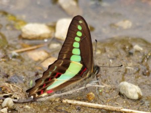 アオスジアゲハ 4月22日 落合川