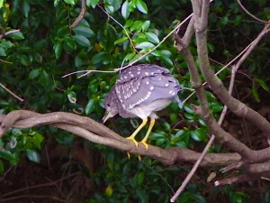 ゴイサギ幼鳥 4月25日 落合川