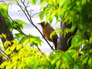 ガビチョウ 4月18日 東久留米