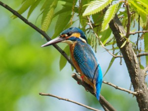 カワセミ♀ 落合川 4月19日