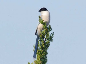 オナガ 3月31日 東久留米