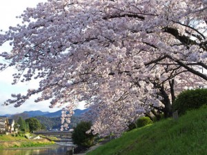 高野川堤 4月5日 河合橋