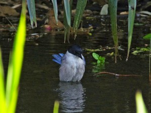 オナガ 4月12日 落合川