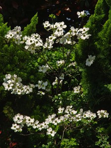 ハナミズキ 4月20日 東久留米