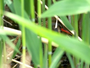 クイナ 4月22日 落合川