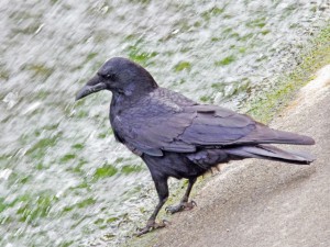 ハシボソガラス 4月22日 落合川