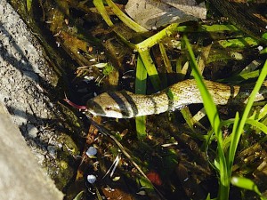 アオダイショウ 4月29日 落合川