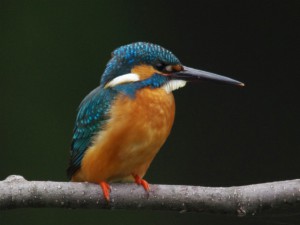 カワセミ♀ 5月3日 落合川