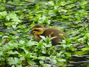 カルガモ 5月3日 落合川