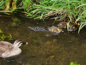 5月3日 落合川−2