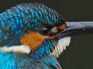 カワセミ♀