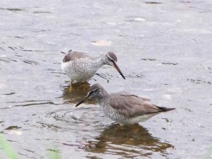 キアシシギ 5月11日 賀茂大橋下流