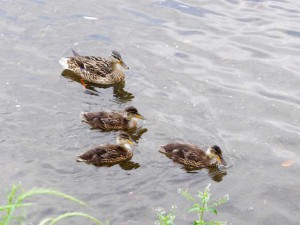 マガモMC 5月11日 河合橋