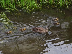 KC 5月20日 落合川