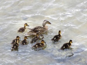 マガモMA ５月11日 丸太町橋上流 -1