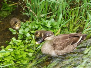 KG 5月28日 落合川