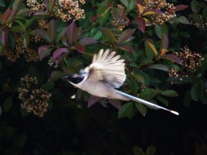 オナガ 5月15日 東久留米