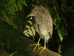 ゴイサギ幼鳥 5月5日 落合川