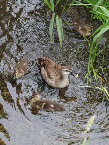 KE 5月28日 落合川