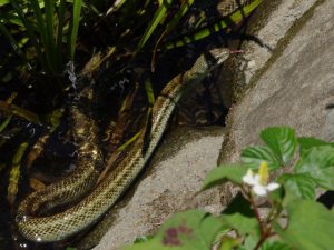 アオダイショウA 5月18日 落合川