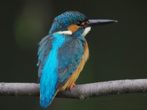 カワセミ♀ 5月3日