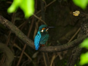 カワセミ 5月6日 落合川