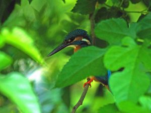 カワセミ 5月29日 落合川
