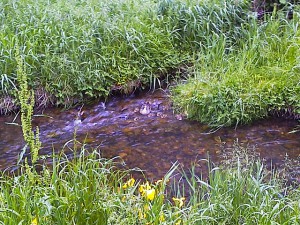 5月2日 落合川