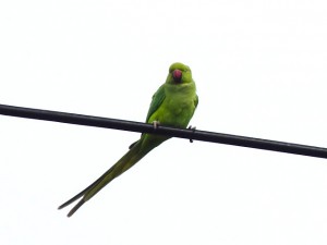 ワカケホンセイインコ 5月3