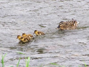 マガモMB 5月11日 丸太町橋上流