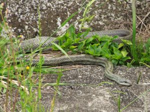 何かを食べ動かなくなっているアオダイショウ 5月28日 落合川