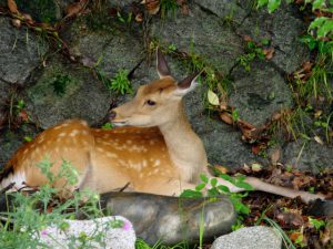 母 6月30日 松ヶ崎橋下流